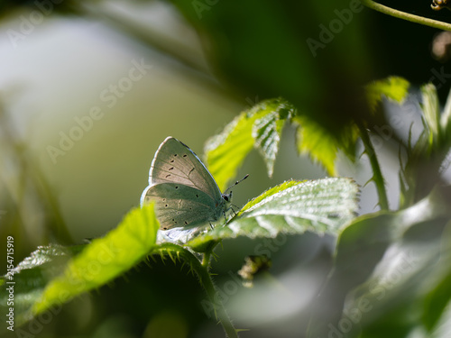A Holly Blue Butterfly. Side View.