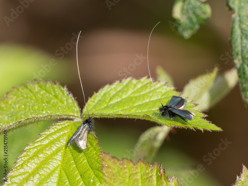 Green Longhorn Moth on a Bramble Leaf