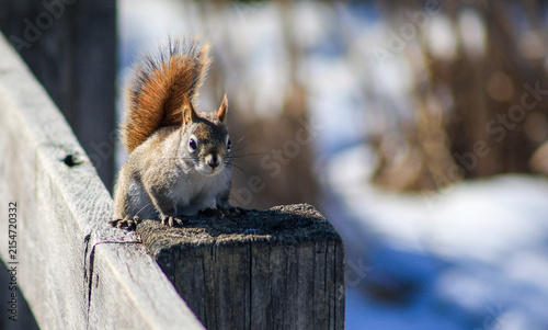 Red Squirrel Looking at Camera on Wooden Fence in Winter