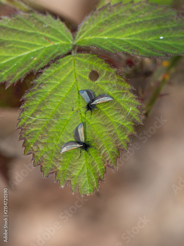 Green Longhorn Moth on a Bramble Leaf