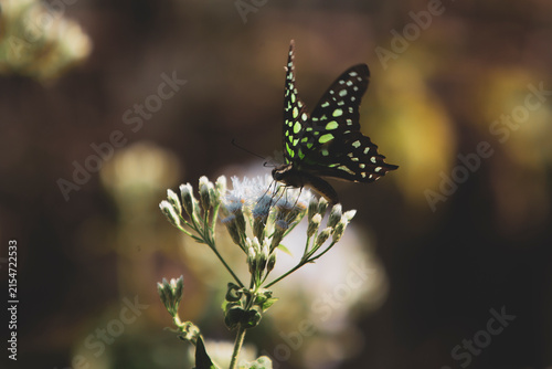 Beautiful Tailed Jay butterfly feeding on white wildflowers in nature.A stunning close-up wildlife shot of a Tailed Jay butterfly (Graphium agamemnon) perched gracefully on small white wildflowers. 
