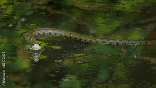 Canvas Print snake in a pond