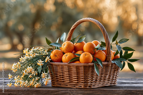 Wicker basket of fresh oranges with citrus blossoms in warm sunlight