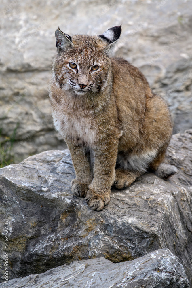 Fototapeta premium Bobcat - Lynx rufus