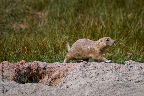 Konstfotografi Black-tailed prairie dog - Cynomys ludovicianus