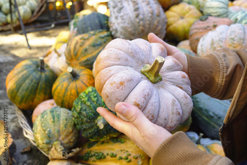 Bild auf Leinwand Hands holding pale ribbed pumpkin against colorful pile of mixed squash varieties at outdoor autumn market
