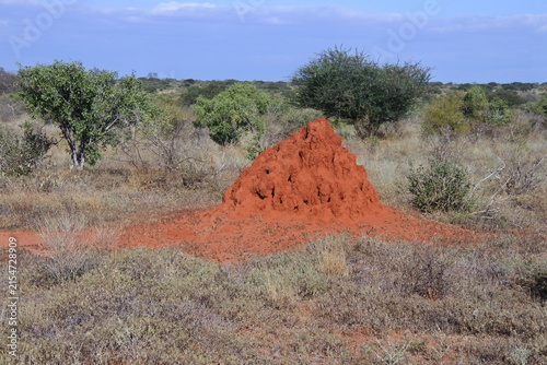 Termitenhügel im Tsavo East Nationalpark