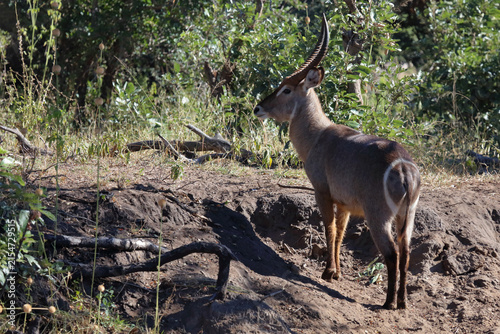 Konstfotografi Wasserbock / Waterbuck / Kobus ellipsiprymnus