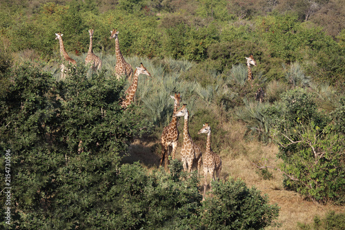 Canvas Print Giraffe / Giraffe / Giraffa camelopardalis