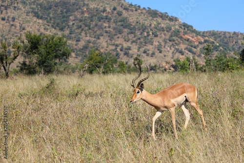 Konstfotografi Schwarzfersenantilope / Impala / Aepyceros melampus