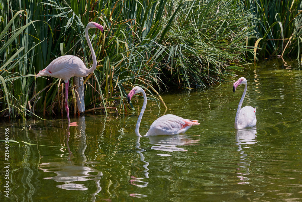 Fototapeta premium Greater flamingos swimming together in lagoon