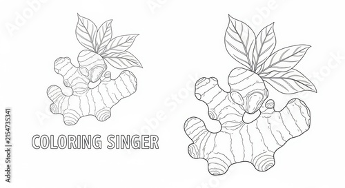 Coloring Page of Fresh Ginger Root and Leaves Outline Drawing.