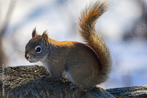Red Squirrel Sitting on a Wooden Fence in Winter