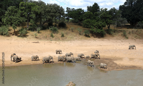 Photography Afrikanischer Elefant / African elephant / Loxodonta africana