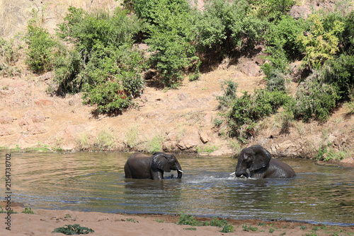 Fotografie Afrikanischer Elefant im Mphongolo River/ African elephant in the Mphongolo Rive