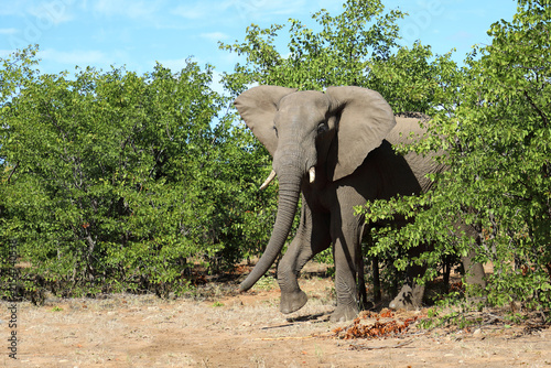 Photography Afrikanischer Elefant / African elephant / Loxodonta africana