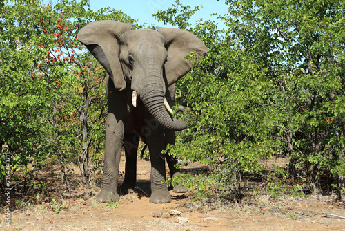 Canvas Print Afrikanischer Elefant / African elephant / Loxodonta africana