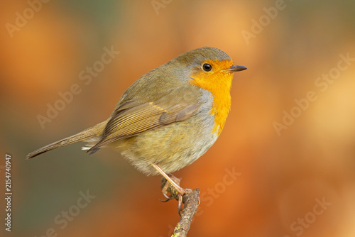 Europan robin  perched on a branch in autumn.
A European robin perched on a natural branch in autumn woodland, surrounded by soft warm foliage and a clean, blurred background.