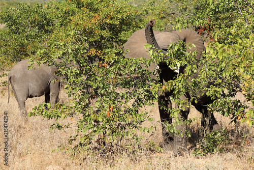 Photography Afrikanischer Elefant / African elephant / Loxodonta africana