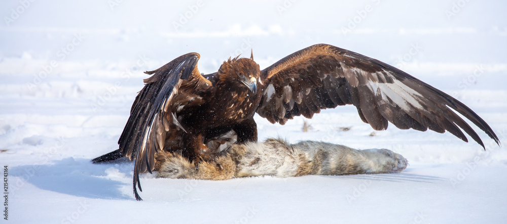 Obraz premium A large eagle caught a fox against a backdrop of snow. A bird of prey hunts its prey. A golden eagle sits in the snow, clinging to its prey. Falconry. A national tradition of Asia. Berkutchi,