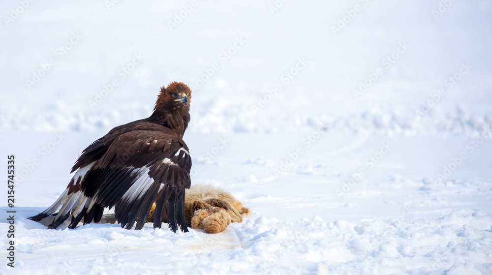 Obraz premium A large eagle caught a fox against a backdrop of snow. A bird of prey hunts its prey. A golden eagle sits in the snow, clinging to its prey. Falconry. A national tradition of Asia. Berkutchi,