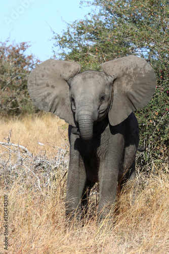 Canvas Print Afrikanischer Elefant / African elephant / Loxodonta africana