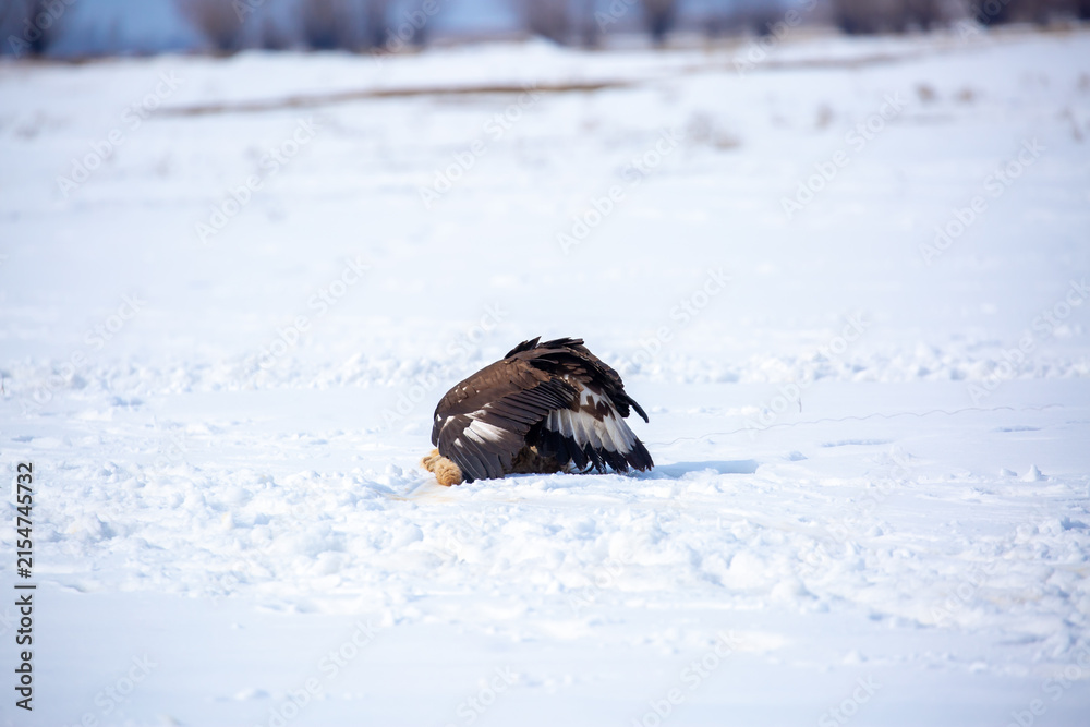 Obraz premium A large eagle caught a fox against a backdrop of snow. A bird of prey hunts its prey. A golden eagle sits in the snow, clinging to its prey. Falconry. A national tradition of Asia. Berkutchi,