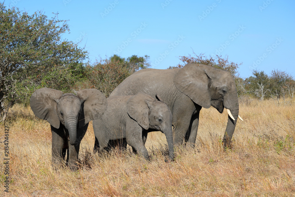 Fototapeta premium Afrikanischer Elefant / African elephant / Loxodonta africana