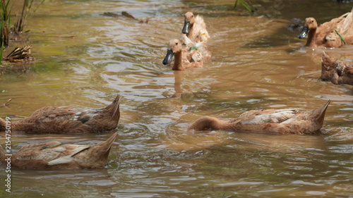Quadro su tela Group of brown ducks swimming and foraging for food in a murky brown pond on a l