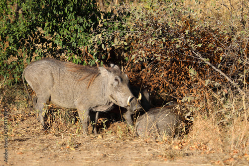 Warzenschwein / Warthog / Phacochoerus africanus