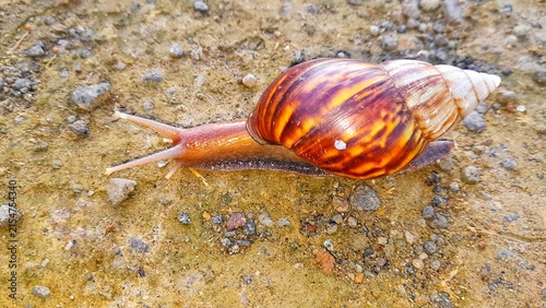 Obraz na płótnie snail on the road