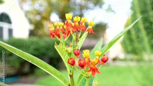 a monarch caterpillar has its head buried in the blossom of a tropical milkweed flowering plant 