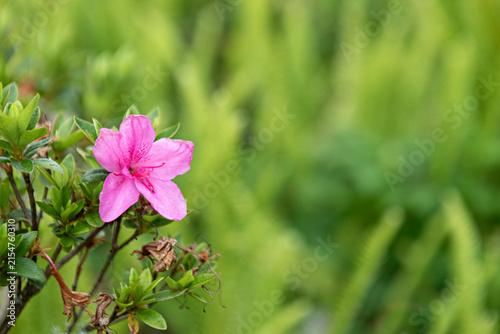 Принти на полотні fleur de  rhododendron
