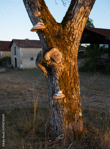 polypores