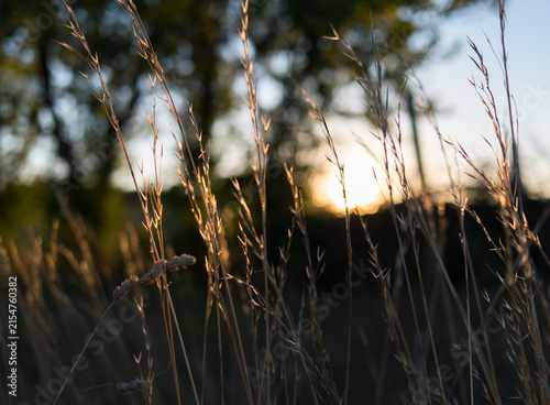 Fotografie herbes folles en contre jour