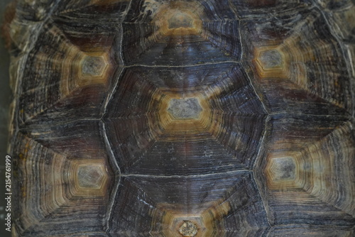 Konstfotografi Detailed View of Tortoise Shell Pattern and Texture