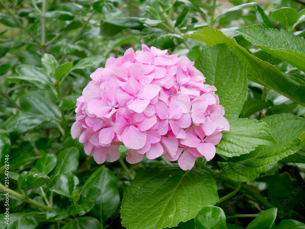 Fototapeta premium Pink hydrangea blooming