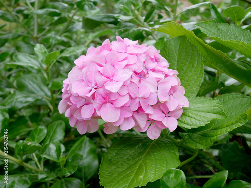 Pink hydrangea blooming