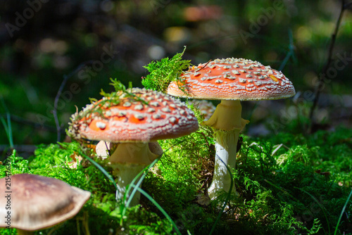 Obraz na płótnie Giftiger Pilz umgeben von Moos in einem schattigen Wald im Sommer