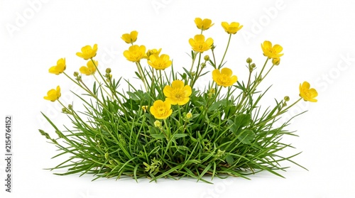 yellow blossom floral bloom plant nature spring summer botanical leaves stem stemmed foliage garden flora wildflower wild meadow herbaceous perennial isolate isolated white