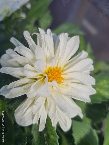white  flower
