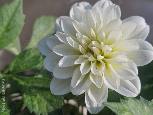 white flower