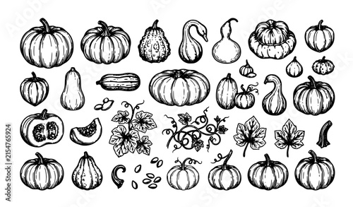 Organic Pumpkin Vegetable Hand Drawn Sketch Elements Autumn Vector Collection