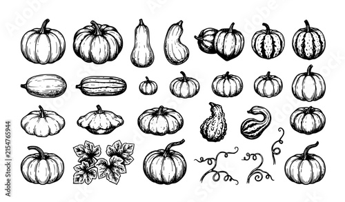 Hand Drawn Pumpkin Vegetable Sketch Collection Ink Vector Set Isolated on White