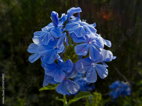 Konstfotografi Cluster of blue plumbago flowers blooming in direct sunlight against a dark gree