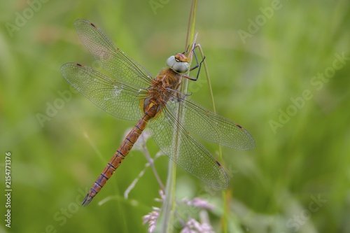 Anaciaeschna isosceles, wedge spotted dragonfly, Norfolk hawker, anisoptera, dragonflies, insects, dragonflies, insects, dragonflies, odonata