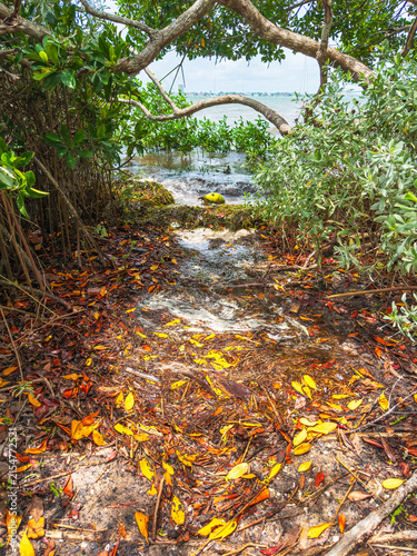 Fallen yellow leaves of red mangrove (binomial name: Rhizophora mangle) in a fringe mangrove forest, with a coconut in a swash zone, along Sarasota Bay on a July afternoon in southwest Florida
