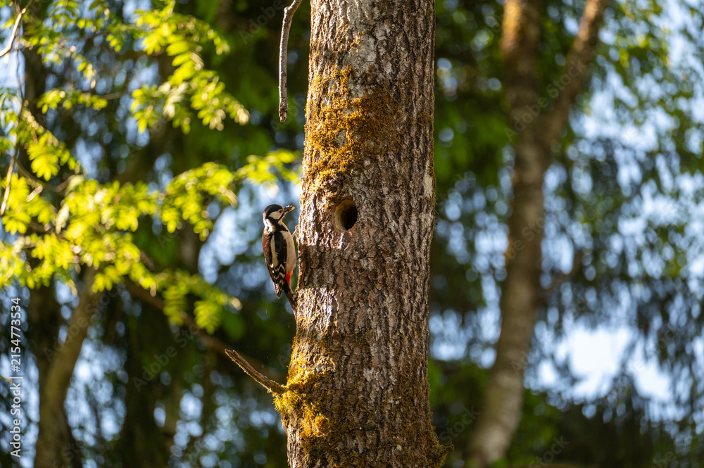 Fototapeta premium A woodpecker sits on a tree trunk at the nesting site