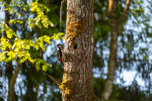 A woodpecker sits on a tree trunk at the nesting site