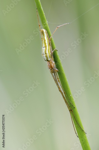 Arachnida, common long-jawed Orbweb spider, common straightener spider, arachnid, stretcher spider, tetragnatha extensa, high size, portrait format, spider, spiders